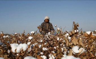 Gli Stati Uniti bloccano le importazioni di cotone dello Xinjiang a fronte del "lavoro degli schiavi" uiguri