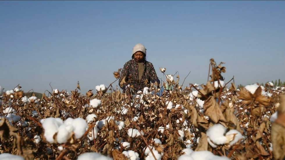 Gli Stati Uniti bloccano le importazioni di cotone dello Xinjiang a fronte del "lavoro degli schiavi" uiguri
