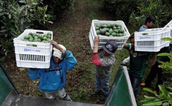 Il lato oscuro degli avocado